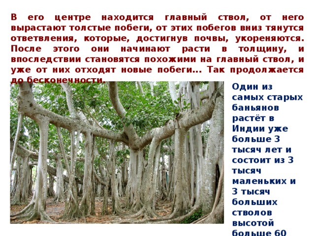 В его центре находится главный ствол, от него вырастают толстые побеги, от этих побегов вниз тянутся ответвления, которые, достигнув почвы, укореняются. После этого они начинают расти в толщину, и впоследствии становятся похожими на главный ствол, и уже от них отходят новые побеги... Так продолжается до бесконечности.  Один из самых старых баньянов растёт в Индии уже больше 3 тысяч лет и состоит из 3 тысяч маленьких и 3 тысяч больших стволов высотой больше 60 метров каждый.