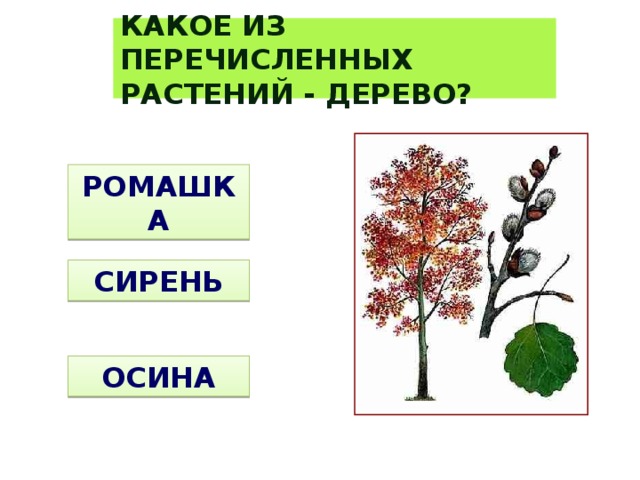 КАКОЕ ИЗ ПЕРЕЧИСЛЕННЫХ РАСТЕНИЙ - ДЕРЕВО? РОМАШКА СИРЕНЬ ОСИНА