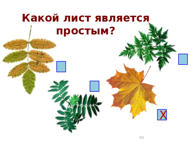 Какой лист является простым? Х