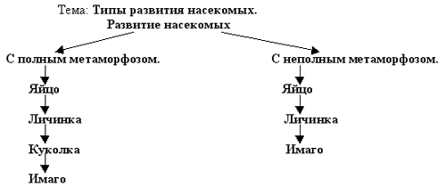 Схема типы развития животных с примерами