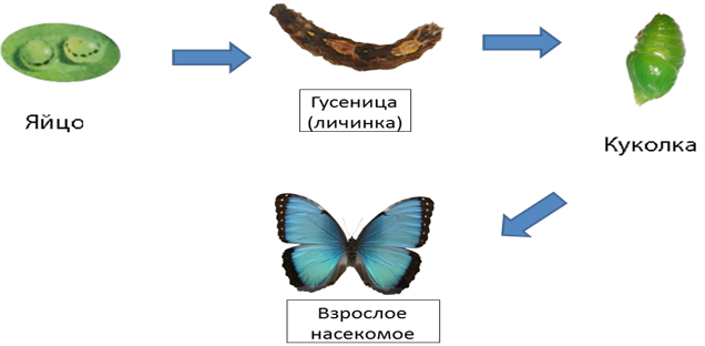 Схема развития животных. Животные с превращением и без превращения. Животных развивается с превращением. Яйцо личинка куколка взрослое.