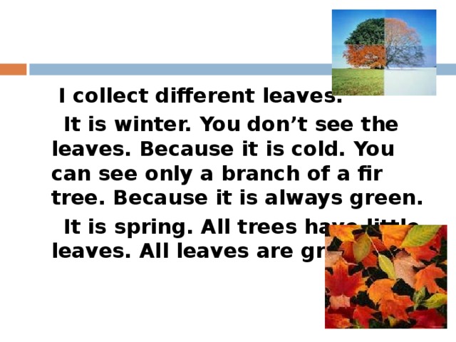 I collect different leaves.  It is winter. You don’t see the leaves. Because it is cold. You can see only a branch of a fir tree. Because it is always green.  It is spring. All trees have little leaves. All leaves are green.