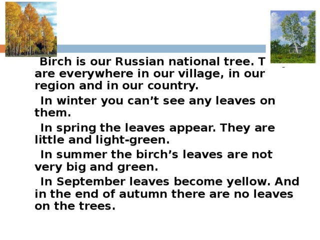 Birch is our Russian national tree. They are everywhere in our village, in our region and in our country.  In winter you can’t see any leaves on them.  In spring the leaves appear. They are little and light-green.  In summer the birch’s leaves are not very big and green.  In September leaves become yellow. And in the end of autumn there are no leaves on the trees.