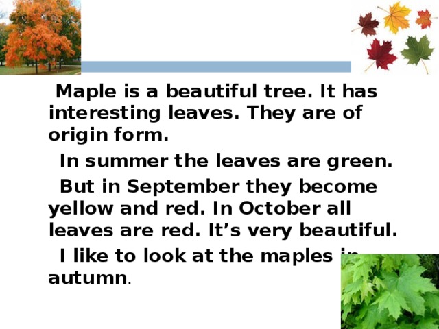 Maple is a beautiful tree. It has interesting leaves. They are of origin form.  In summer the leaves are green.  But in September they become yellow and red. In October all leaves are red. It’s very beautiful.  I like to look at the maples in autumn .