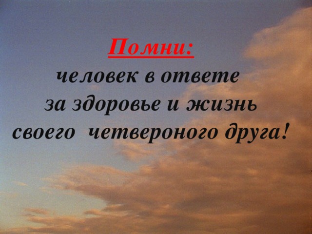 Помни: человек в ответе за здоровье и жизнь своего четвероного друга!