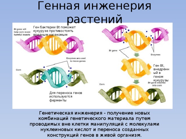 Генная инженерия растений Ген бактерии Bt поможет кукурузе противостоять вредным насекомым Ген Bt, внедрённый в геном кукурузы Для переноса генов используются ферменты Генетическая инженерия - получение новых комбинаций генетического материала путем проводимых вне клетки манипуляций с молекулами нуклеиновых кислот и переноса созданных конструкций генов в живой организм.