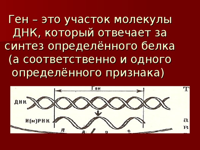 Ген – это участок молекулы ДНК, который отвечает за синтез определённого белка (а соответственно и одного определённого признака)