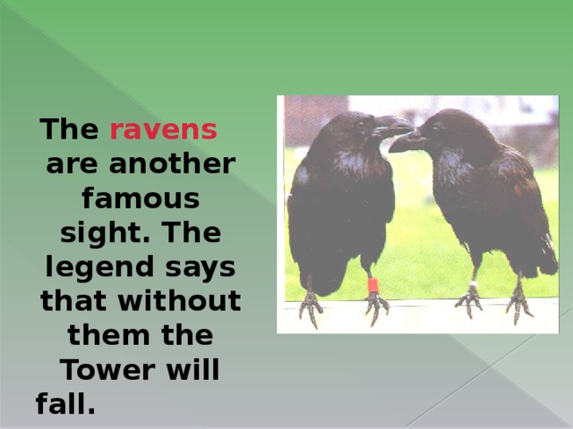 The ravens are another famous sight. The legend says that without them the Tower will fall.                                 
