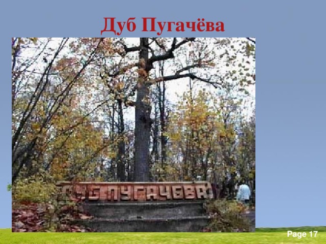 Дуб Пугачёва