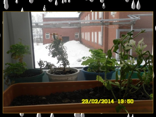За окном февраль. Все растения живы.