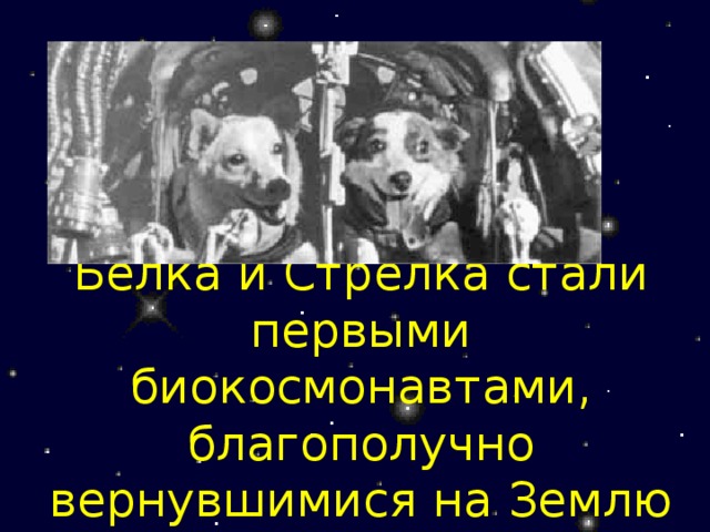 Белка и Стрелка стали первыми биокосмонавтами, благополучно вернувшимися на Землю