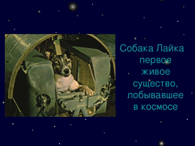 Собака Лайка первое живое существо, побывавшее в космосе