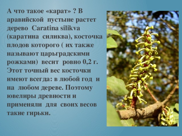 А что такое «карат» ? В аравийской пустыне растет дерево Caratina silikva (каратина силиква), косточка плодов которого ( их также называют царьградскими рожками) весит ровно 0,2 г. Этот точный вес косточки имеют всегда: в любой год и на любом дереве. Поэтому ювелиры древности и применяли для своих весов такие гирьки.