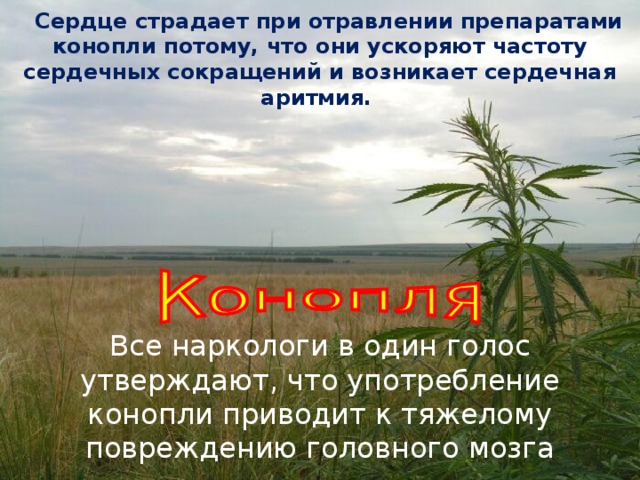     Сердце страдает при отравлении препаратами конопли потому, что они ускоряют частоту сердечных сокращений и возникает сердечная аритмия. Все наркологи в один голос утверждают, что употребление конопли приводит к тяжелому повреждению головного мозга