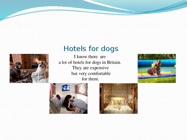 Hotels for dogs I know there are a lot of hotels for dogs in Britain. They are expensive  but very comfortable for them.