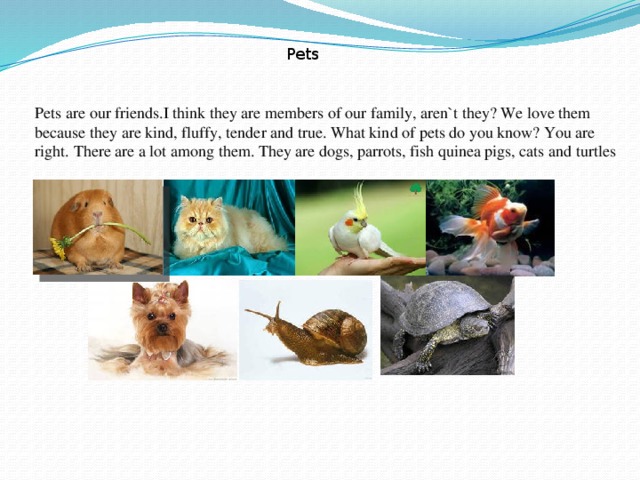 Pets Pets are our friends.I think they are members of our family, aren`t they? We love them because they are kind, fluffy, tender and true. What kind of pets do you know? You are right. There are a lot among them. They are dogs, parrots, fish quinea pigs, cats and turtles