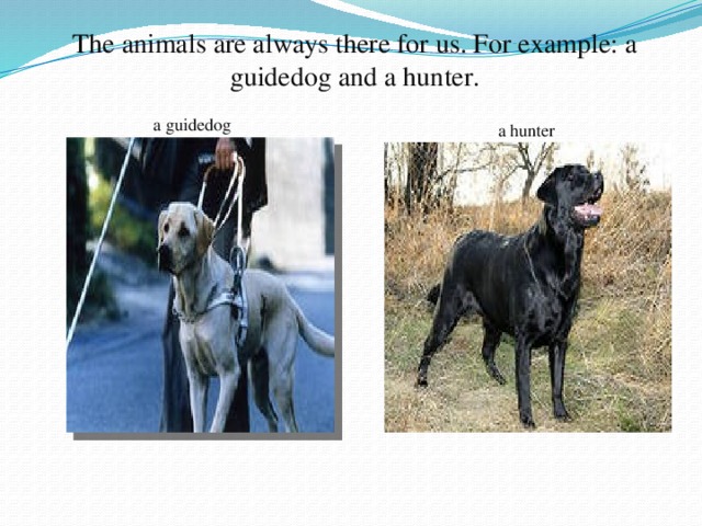 The animals are always there for us. For example: a guidedog and a hunter. a guidedog a hunter