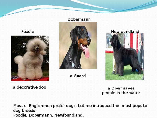 Dobermann Poodle Newfoundland a Guard a decorative dog a Diver saves people in the water Most of Englishmen prefer dogs. Let me introduce the most popular dog breeds: Poodle, Dobermann, Newfoundland.