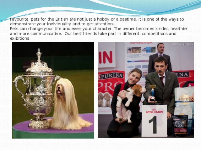 Favourite pets for the British are not just a hobby or a pastime. It is one of the ways to demonstrate your individuality and to get attention.  Pets can change your life and even your character. The owner becomes kinder, healthier and more communicative. Our best friends take part in different competitions and exibitions.