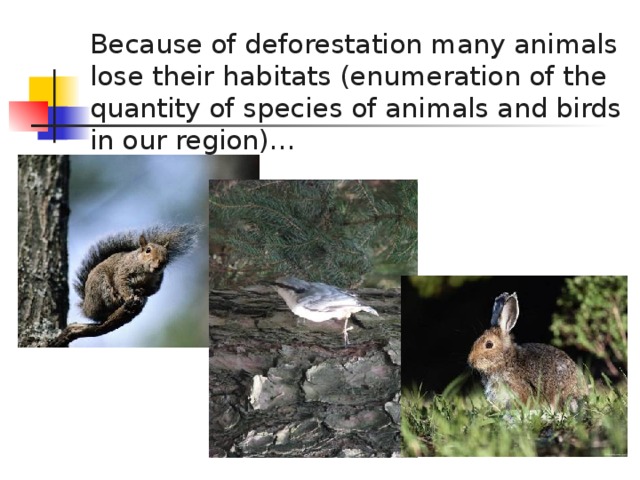 Because of deforestation many animals lose their habitats (enumeration of the quantity of species of animals and birds in our region)…