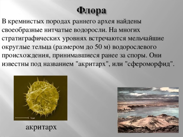 В кремнистых породах раннего архея найдены своеобразные нитчатые водоросли. На многих стратиграфических уровнях встречаются мельчайшие округлые тельца (размером до 50 м) водорослевого происхождения, принимавшиеся ранее за споры. Они известны под названием 