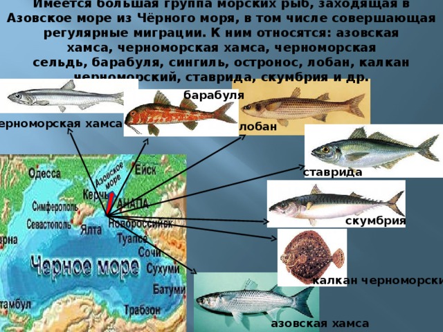 Имеется большая группа морских рыб, заходящая в Азовское море из Чёрного моря, в том числе совершающая регулярные миграции. К ним относятся: азовская хамса, черноморская хамса, черноморская сельдь, барабуля, сингиль, остронос, лобан, калкан черноморский, ставрида, скумбрия и др. барабуля черноморская хамса лобан   ставрида скумбрия   калкан черноморский   азовская хамса