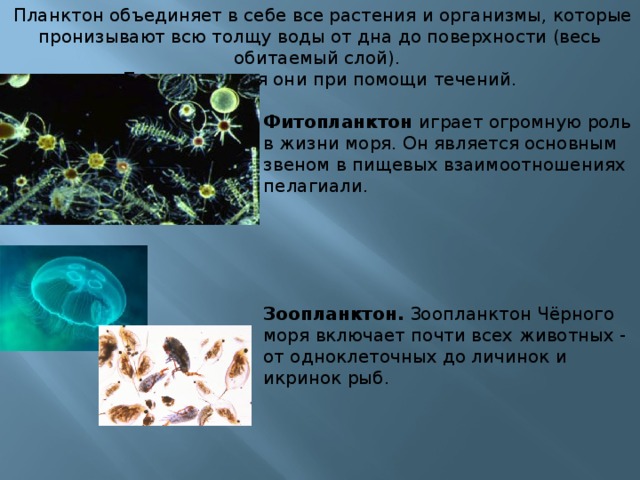 Планктон объединяет в себе все растения и организмы, которые пронизывают всю толщу воды от дна до поверхности (весь обитаемый слой). Перемещаются они при помощи течений.  Фитопланктон играет огромную роль в жизни моря. Он является основным звеном в пищевых взаимоотношениях пелагиали.      Зоопланктон.  Зоопланктон Чёрного моря включает почти всех животных - от одноклеточных до личинок и икринок рыб.