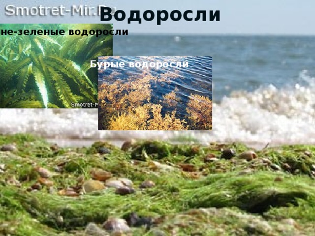 Водоросли Сине-зеленые водоросли Бурые водоросли