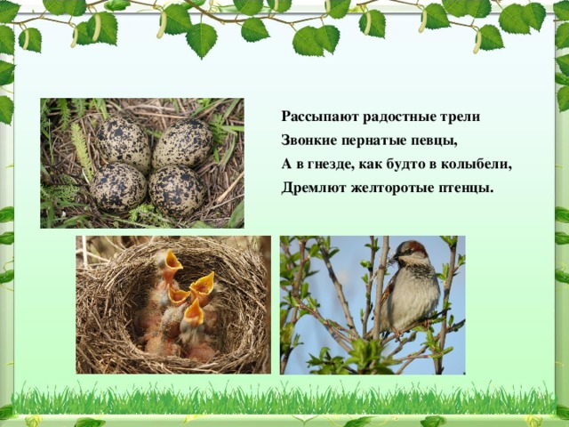 Рассыпают радостные трели Звонкие пернатые певцы, А в гнезде, как будто в колыбели, Дремлют желторотые птенцы.