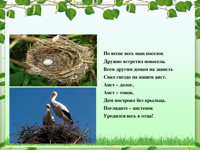 По весне весь наш поселок Дружно встретил новосела. Всем другим домам на зависть Свил гнездо на нашем аист. Аист – долог, Аист – тонок. Дом построил без крыльца. Поглядите – аистенок Уродился весь в отца!