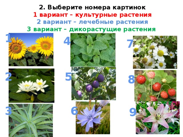 2. Выберите номера картинок  1 вариант – культурные растения  2 вариант – лечебные растения  3 вариант – дикорастущие растения 1 4 7 5 2 8 3 6 9
