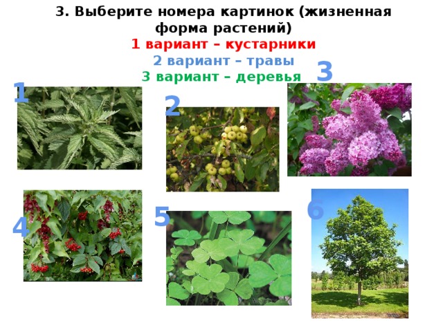 3. Выберите номера картинок (жизненная форма растений)  1 вариант – кустарники  2 вариант – травы  3 вариант – деревья 3 1 2 6 5 4