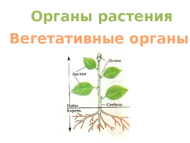 Органы растения Вегетативные органы