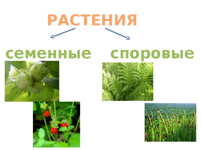 Высшие растения это. Споровые и семенные растения. Сменные споровые растения. Споровые растения семенные растения. Высшие растения споровые и семенные таблица.