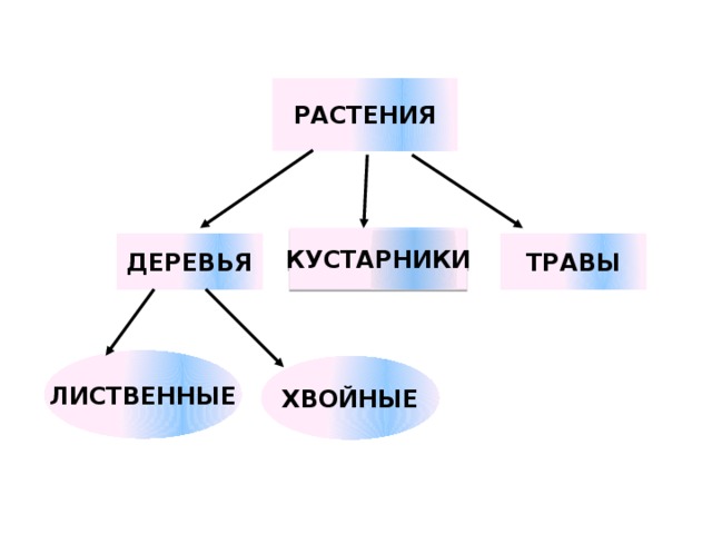 РАСТЕНИЯ КУСТАРНИКИ ДЕРЕВЬЯ ТРАВЫ ЛИСТВЕННЫЕ ХВОЙНЫЕ