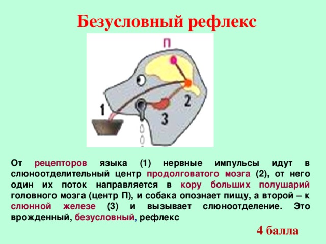 Безусловный рефлекс От рецепторов  языка (1) нервные импульсы идут в слюноотделительный центр продолговатого мозга (2), от него один их поток направляется в кору больших полушарий  головного мозга (центр П), и собака опознает пищу, а второй – к слюнной железе (3) и вызывает слюноотделение. Это врожденный, безусловный , рефлекс  4 балла
