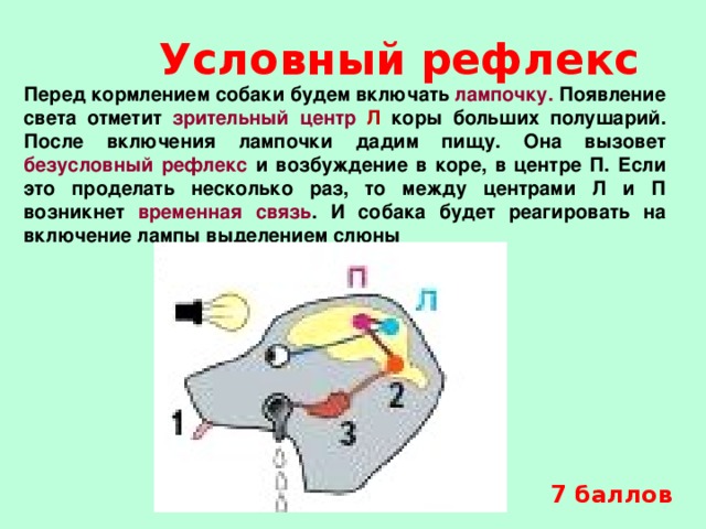 На рисунках под буквами а г изображены стадии образования условного рефлекса у собаки