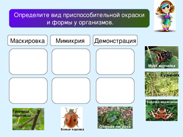 Определите вид приспособительной окраски  и формы у организмов. Маскировка Мимикрия Демонстрация Муха журчалка Кузнечик Бабочка-медведица Гусеница пяденицы Озерная лягушка Божья коровка