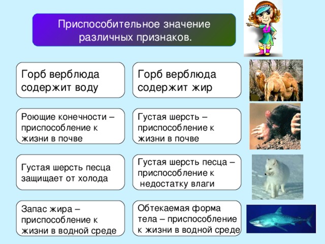 Приспособительное значение  различных признаков. Горб верблюда содержит воду Горб верблюда содержит жир Роющие конечности –  приспособление к жизни в почве Густая шерсть –  приспособление к жизни в почве Густая шерсть песца защищает от холода Густая шерсть песца – приспособление к  недостатку влаги Запас жира –  приспособление к жизни в водной среде Обтекаемая форма тела – приспособление к жизни в водной среде