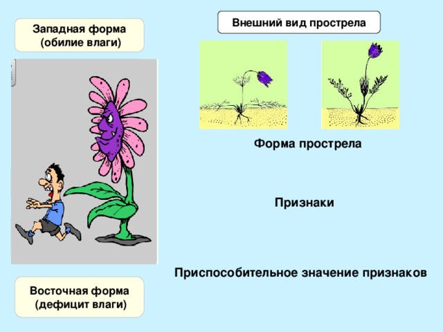 Внешний вид прострела Западная форма  (обилие влаги) Листья слабо  рассеченные, стоячие листья и цветки При обилии дождей  вода разбрызгивается,  а не застаивается Форма прострела Редкая дождевая вода  стекает к корням Признаки Листья глубоко  рассеченные и стелющиеся по земле, цветки поникшие Приспособительное значение признаков Восточная форма  (дефицит влаги)