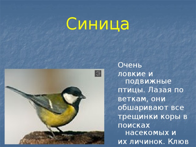 Синица Очень ловкие и подвижные птицы. Лазая по веткам, они обшаривают все трещинки коры в поисках насекомых и их личинок. Клюв у них небольшой.