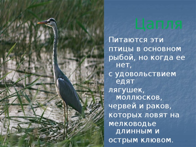 Цапля Питаются эти птицы в основном рыбой, но когда ее нет, с удовольствием едят лягушек, моллюсков, червей и раков, которых ловят на мелководье длинным и острым клювом.