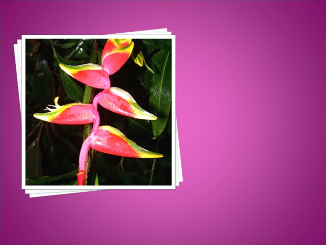ГЕЛИКОНИЯ попугайная - это не цветок, а растение