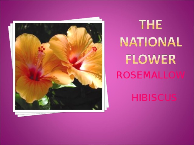 ROSEMALLOW  HIBISCUS Цветком штата считается гибискус