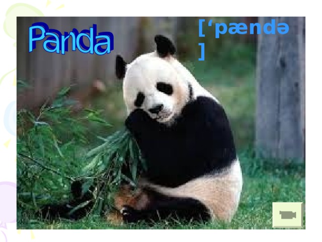 Panda [‘p [‘pændə]