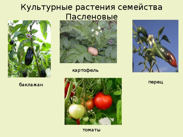 Культурные растения семейства Пасленовые картофель перец баклажан томаты