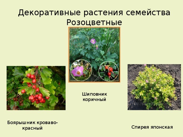 Декоративные растения семейства Розоцветные Шиповник коричный Боярышник кроваво-красный Спирея японская