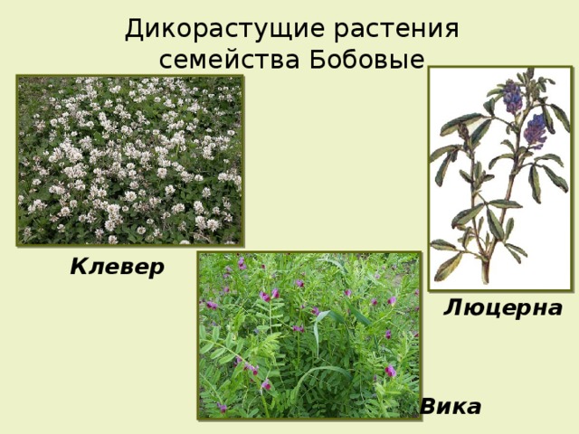 Дикорастущие растения семейства Бобовые Клевер Люцерна Вика