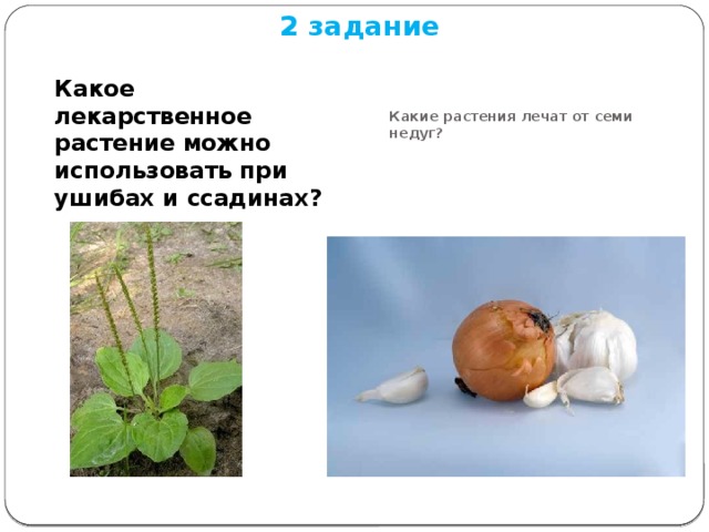 2 задание     Какое лекарственное растение можно использовать при ушибах и ссадинах? Какие растения лечат от семи недуг?