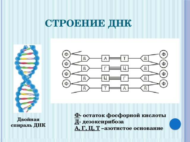 Строение ДНК Ф - остаток фосфорной кислоты Д - дезоксирибоза А, Г, Ц, Т –азотистое основание Двойная спираль ДНК
